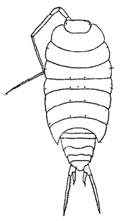 Halophiloscia couchii, dorsal