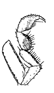 Halophiloscia couchii, first, leg