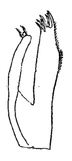 Halophiloscia couchii, first, maxilla