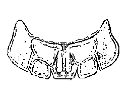 Armadillidium vulgare, abdomen, uropoda, ventral