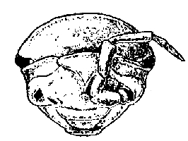 Armadillidium vulgare, head, ventral