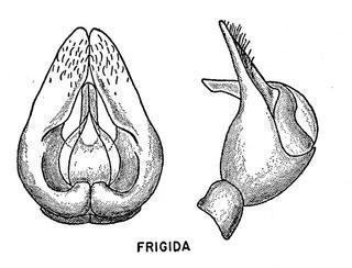 Andrena frigida, male genital armature, 