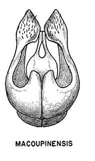 Andrena macoupinensis, male genital armature, 