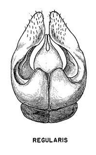 Andrena regularis, male genital armature, 