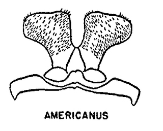 Colletes americanus, sternum 7, 