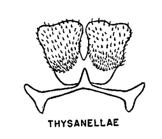 Colletes thysanellae, sternum 7, 