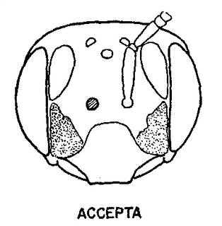 Andrena accepta, female, face