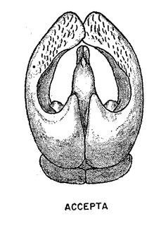Andrena accepta, male, genital armature