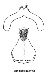 Andrena erythrogaster, sternal plates 7 and 8, 