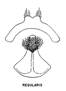 Andrena regularis, sternal plates 7 and 8, 