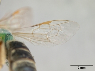 Agapostemon melliventris, wing