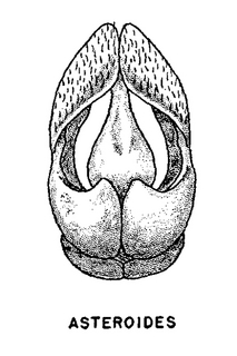 Andrena asteroides, male, genital armature
