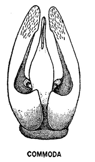 Andrena commoda, male, genital armature