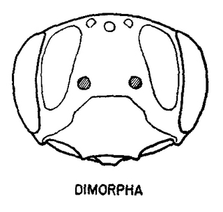 Andrena dimorpha, female, face