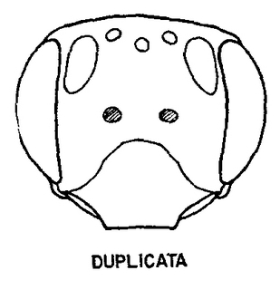 Andrena duplicata, female, face