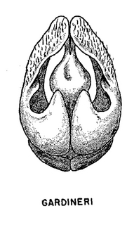 Andrena gardineri, male, genital armature
