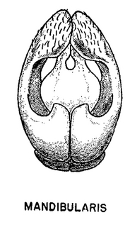 Andrena mandibularis, male, genital armature