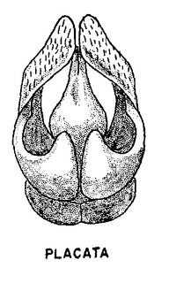 Andrena placata, male, genital armature