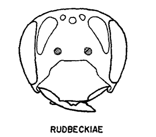 Andrena rudbeckiae, female, face