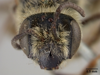 Andrena scutellinitens, face