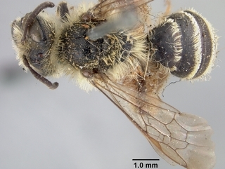Andrena scutellinitens, top