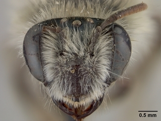 Andrena plumiscopa, face