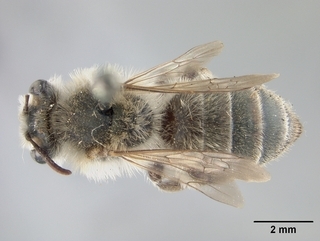 Andrena plumiscopa, top