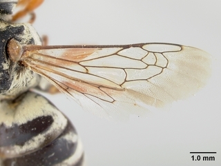 Triepeolus grindeliae, wing