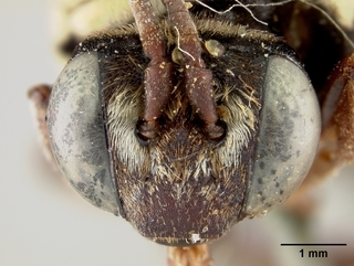 Triepeolus remigatus, face