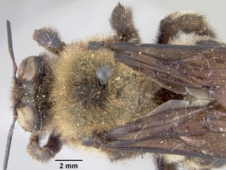 Xylocopa californica, top