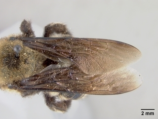 Xylocopa californica, wing