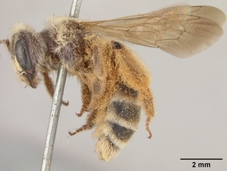 Andrena aliciarum, side