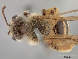 Andrena aliciarum, top