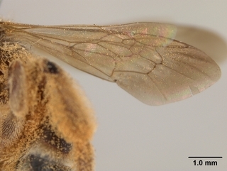 Andrena aliciarum, wing