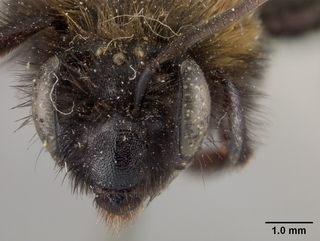 Andrena anograe, face