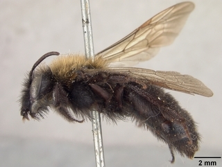 Andrena anograe, side