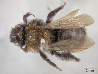 Andrena anograe, top