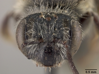 Andrena antonitonis, face