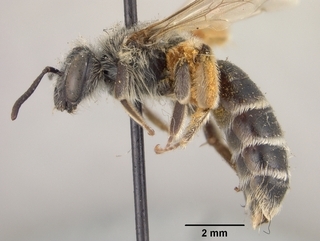 Andrena antonitonis, side