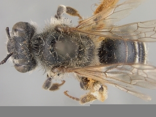 Andrena antonitonis, top