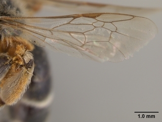 Andrena antonitonis, wing