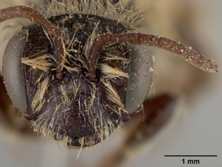 Andrena apacheorum, face