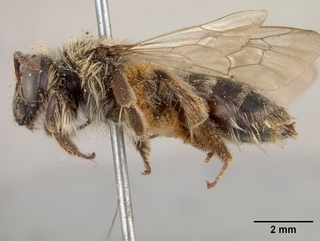 Andrena apacheorum, side