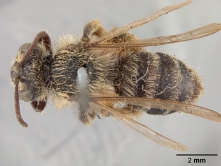 Andrena apacheorum, top