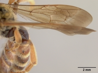 Andrena argemonis, wing