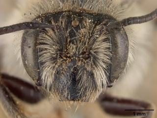 Andrena barberi, face