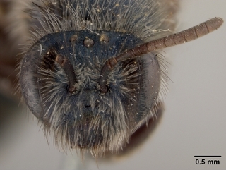 Andrena caerulea, face