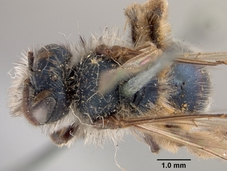 Andrena caerulea, top