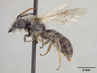 Andrena canadensis, side