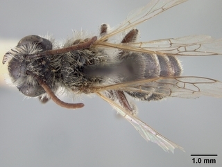 Andrena canadensis, top